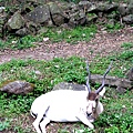 0426羅東林場木柵動物園112.JPG