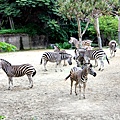 0426羅東林場木柵動物園116.JPG