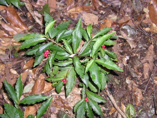 東華資工所20041212羊頭山登山007