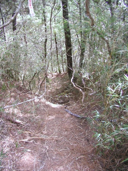 東華資工所20041212羊頭山登山026