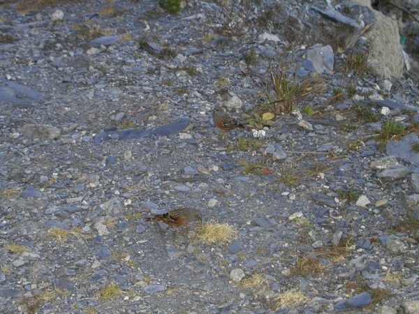 東華資工所20041212羊頭山登山050