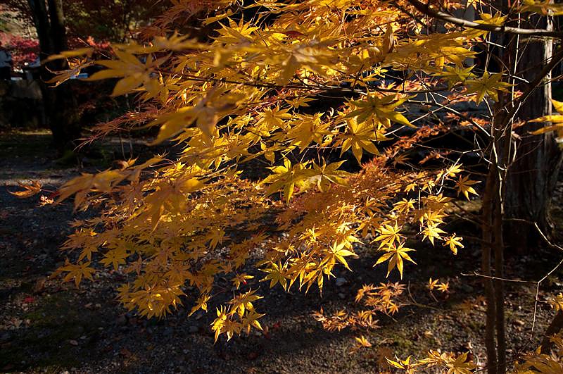 DSC_0648.jpg DSC_0648.jpg
