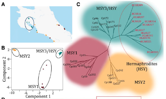 geographic distribution and phylogenetic analysis of papaya populations