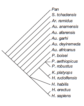 phyloganetic relationship of hominins