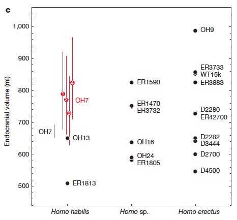 Endocranial volume