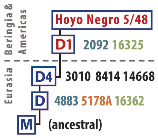 mtDNA