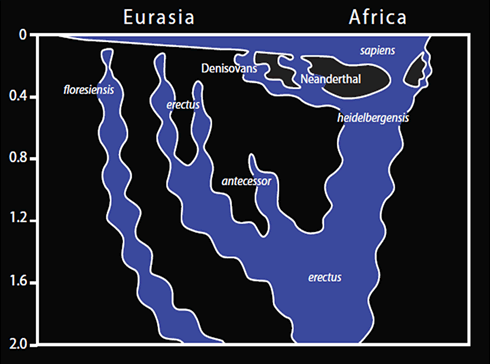 human evolution