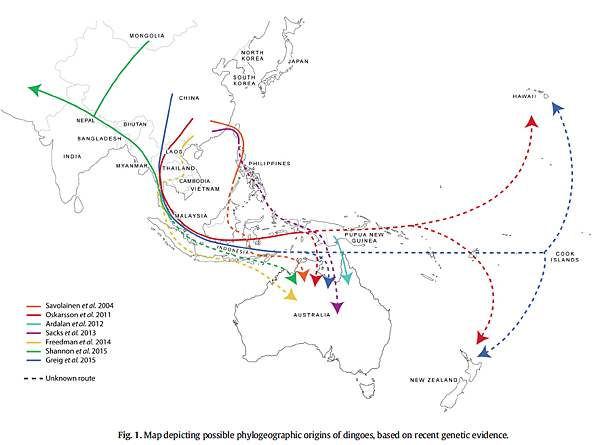 短篇 是誰把狗帶到澳洲?澳洲野犬dingo可能的來歷