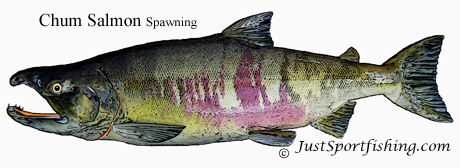 Chum_Salmon_Spawning