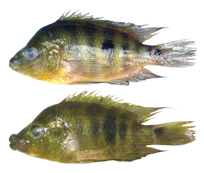 非洲三個大湖坦干伊加湖、馬拉威湖、維多利亞湖,竟然有1200