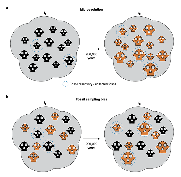 南非180萬年前粗壯傍人，比200萬年前更壯