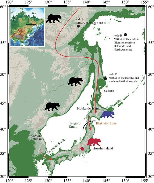 棕熊移民日本本州島,至少有過兩波 棕熊移民日本本州島,至少有過兩波