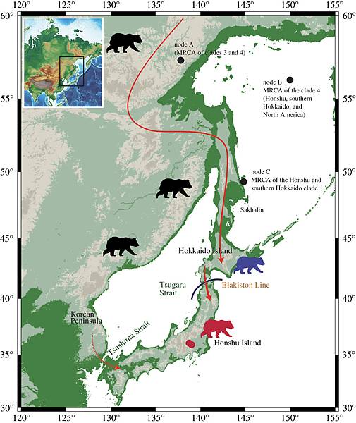 棕熊移民日本本州島，至少有過兩波