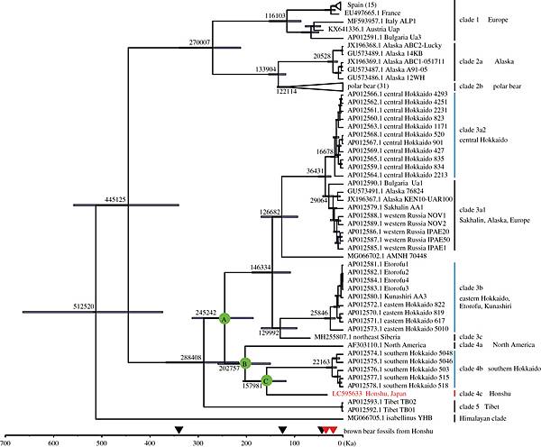 棕熊移民日本本州島,至少有過兩波 棕熊移民日本本州島,至少有過兩波