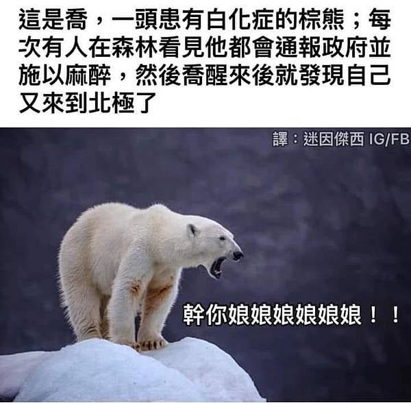 棕熊移民日本本州島,至少有過兩波 棕熊移民日本本州島,至少有過兩波