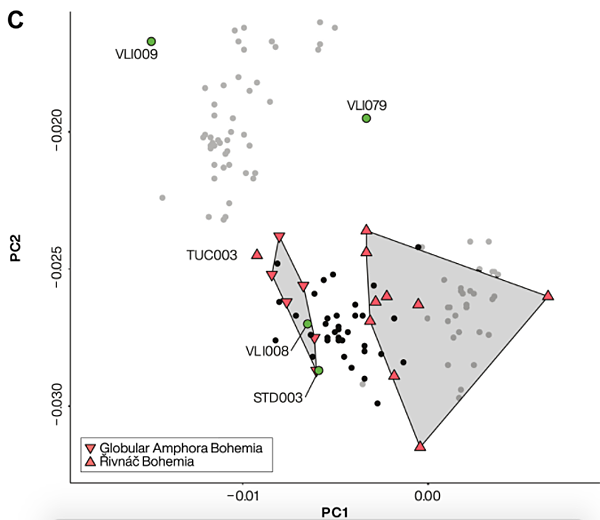 波希米亞人,DNA不斷情慾流動 波希米亞人,DNA不斷情慾流動