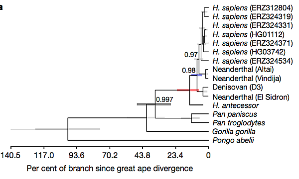 80萬年前「前人」蛋白質,不是智人直系祖先,但是很接近 80萬年前「前人」蛋白質,不是智人直系祖先,但是很接近