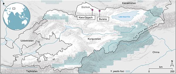 一場虎年的中亞瘟疫,預示隨後黑死病的開端? 一場虎年的中亞瘟疫,預示隨後黑死病的開端?
