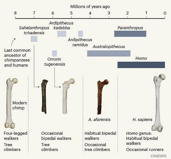 短篇 與黑猩猩祖先分家不久以後，查德猿人就會直立走路？