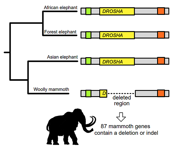 猛獁象基因，減法的適應？