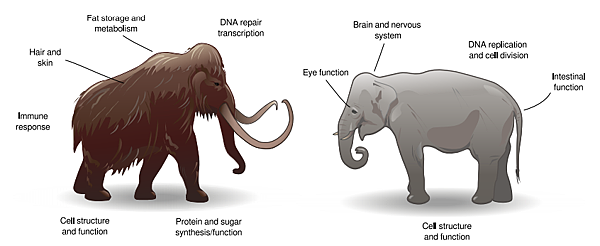 猛獁象遺傳適應，70萬年前大多存在，耳朵還沒變小？