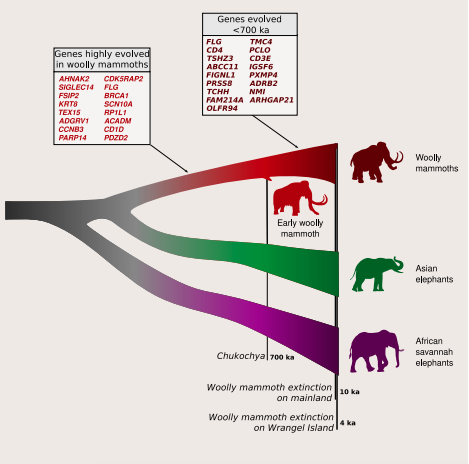 猛獁象遺傳適應，70萬年前大多存在，耳朵還沒變小？