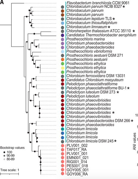 短篇 舊石器時代牙結石,重現舊石器時代Chlorobium 短篇 舊石器時代牙結石,重現舊石器時代Chlorobium