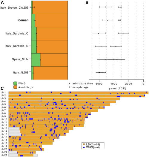 阿爾卑斯山上的冰人奧茨,遺傳性禿頭