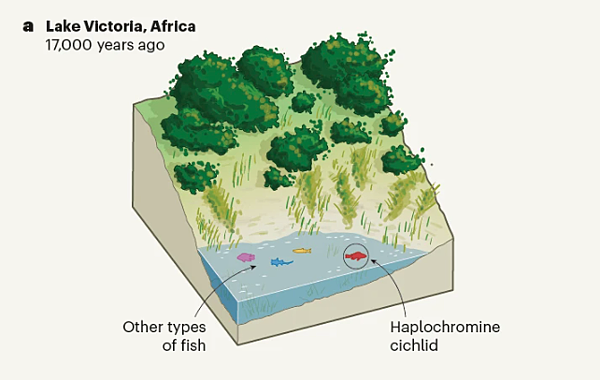 短篇 大湖誕生500種新慈鯛,只要一萬年?! 短篇 大湖誕生500種新慈鯛,只要一萬年?!