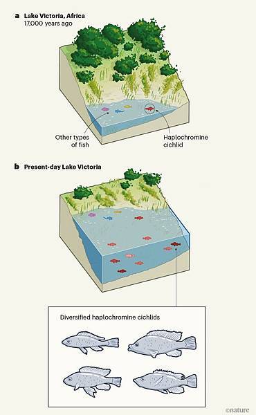 短篇 大湖誕生500種新慈鯛,只要一萬年?! 短篇 大湖誕生500種新慈鯛,只要一萬年?!