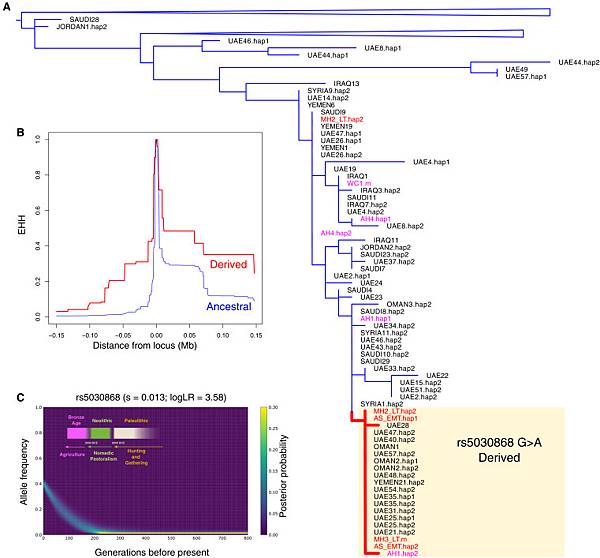 阿拉伯東方海島,波斯灣「巴林」的古代DNA 阿拉伯東方海島,波斯灣「巴林」的古代DNA