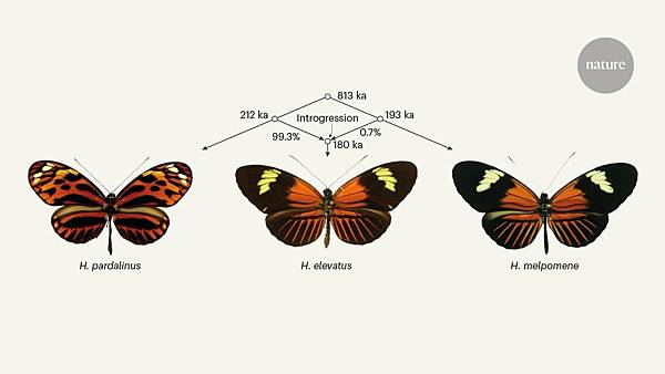 亞馬遜袖蝶99%遺傳相似，情慾流動1%之差變成不同物種