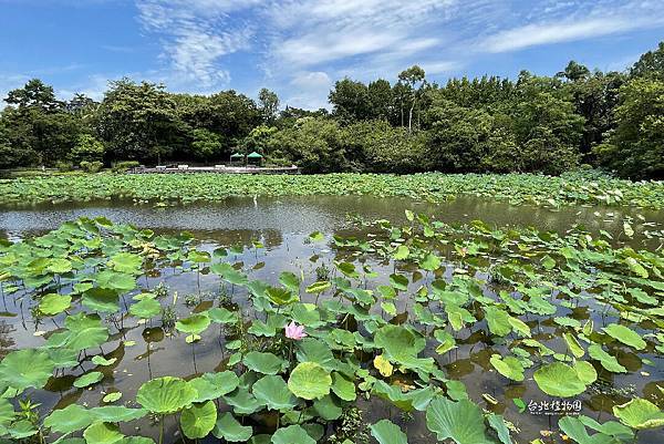 超過4000年前，建中旁邊有馴化稻田