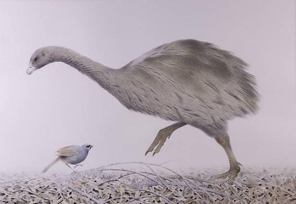 紐西蘭小隻恐鳥的古代DNA