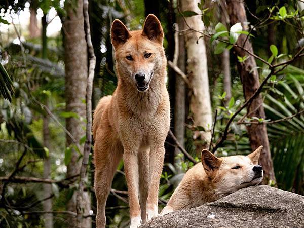 澳洲野犬遺傳分成兩群,又和新幾內亞唱犬有關係? 澳洲野犬遺傳分成兩群,又和新幾內亞唱犬有關係?