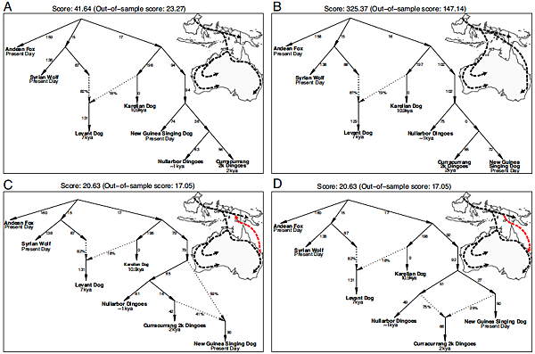 澳洲野犬遺傳分成兩群,又和新幾內亞唱犬有關係? 澳洲野犬遺傳分成兩群,又和新幾內亞唱犬有關係?