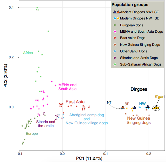澳洲野犬遺傳分成兩群,又和新幾內亞唱犬有關係? 澳洲野犬遺傳分成兩群,又和新幾內亞唱犬有關係?