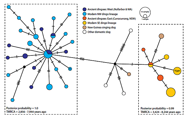 澳洲野犬遺傳分成兩群,又和新幾內亞唱犬有關係? 澳洲野犬遺傳分成兩群,又和新幾內亞唱犬有關係?