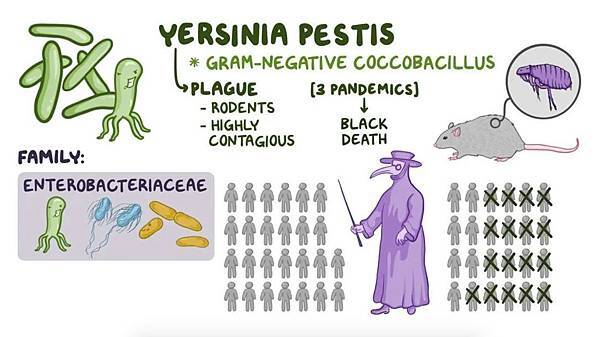每代都有人感染鼠疫桿菌，斯堪地那維亞南部5000年前滅村？