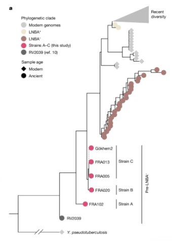 每代都有人感染鼠疫桿菌，斯堪地那維亞南部5000年前滅村？