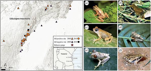非洲胎生蟾蜍滅團,意料之外的蛙壺菌BdCAPE入侵 非洲胎生蟾蜍滅團,意料之外的蛙壺菌BdCAPE入侵