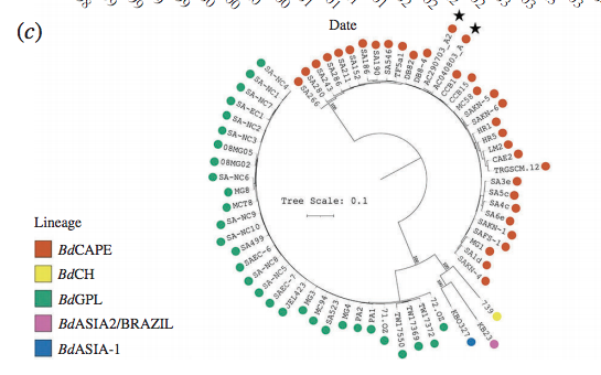非洲胎生蟾蜍滅團,意料之外的蛙壺菌BdCAPE入侵 非洲胎生蟾蜍滅團,意料之外的蛙壺菌BdCAPE入侵