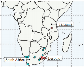 非洲胎生蟾蜍滅團,意料之外的蛙壺菌BdCAPE入侵 非洲胎生蟾蜍滅團,意料之外的蛙壺菌BdCAPE入侵