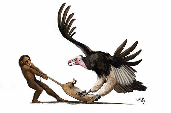 70萬年前佛洛勒斯人,源自爪哇直立人? 70萬年前佛洛勒斯人,源自爪哇直立人?