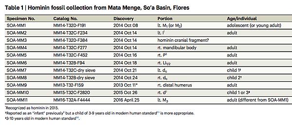 70萬年前佛洛勒斯人,源自爪哇直立人? 70萬年前佛洛勒斯人,源自爪哇直立人?