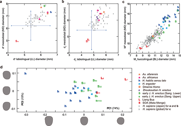 70萬年前佛洛勒斯人,源自爪哇直立人? 70萬年前佛洛勒斯人,源自爪哇直立人?