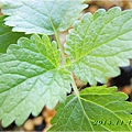 Lemon Balm