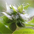 Budding Lemon Basil