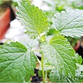 Lemon Balm