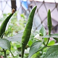 Red Cluster Pepper